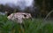 Dry leaf resting on the grass