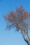 A dry leafless branch isolated against a winter daytime sky