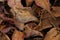 Dry leafs heap of Indian Almond tree