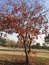 Dry leaves at branches image 3