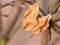 Dry leaves ,dead leaf ,autumn forest in garden for background , autumn leaves