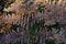 Dry leaves of ferns