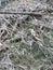 Dry leaves on green moss ground Wood makes it even more beautiful