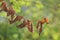 Dry leaves hanging branches extending from the top picture blurred forest tree green background