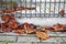 The dry leaves lie on the pavement by the metal fence. Autumn.