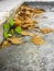 Dry Leaves at Stone Staircase