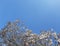 Dry leaves on a tree below blue sky