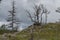 Dry lifeless trees against the backdrop of a hill