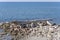 dry log on stony beach, Marina di Alberese, Italy