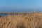 Dry long grass in a sandy nature reserve. Blue sky and ocean in the background. Picture from Falsterbo, Scania, southern