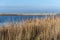 Dry long grass in a sandy nature reserve. Blue sky and ocean in the background. Picture from Falsterbo, Scania, southern