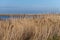 Dry long grass in a sandy nature reserve. Blue sky and ocean in the background. Picture from Falsterbo, Scania, southern