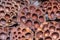 Dry lotus pods with some seeds and empty holes close up for back ground. Seed stem. Amazing plant design