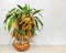 Dry lucky decorative bamboo plant or Withered Dracaena Sanderiana in Glass vase placed on table in white background.