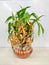 Dry lucky decorative bamboo plant or Withered Dracaena Sanderiana in Glass vase on White background.