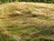 Dry lying beautiful grass with small field flowers