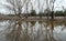 Dry mangrove forest, dried tree