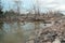 Dry mangrove forest, dried tree