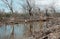 Dry mangrove forest, dried tree