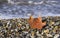 Dry maple leaf on a sea background. late autumn on the sea coast. Autumn leaves on a pebble beach. copy space