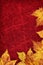 Dry Maple Leaves Border On Dark Red Wizened Cowhide Background