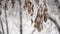 Dry maple seeds hanging on a branch covered by snow in a winter forest filmed in slow motion