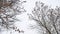 Dry maple tree tops white winter sky a landscape