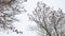 Dry maple tree tops white winter sky a landscape