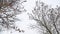 Dry maple tree tops white winter sky a landscape