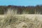 Dry marram grass on sandy dune in nature reserve