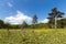 Dry meadow with orchids in Buis de Ferreyres, Switzerland