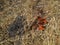 DRY MOPANI TREE LEAVES AND GREY SOIL IN DRY GRASS