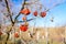 Dry mummified fruits on a tree branch in the sunny spring day