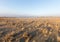 Dry old bushes and plant on beach