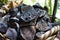 Dry old  lotus pods with seeds and empty holes close up for background in wicker basket. Seed stem. Amazing plant design.Partial f