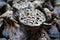 Dry old  lotus pods with seeds and empty holes close up for background in wicker basket. Seed stem. Amazing plant design.Partial f