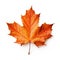 dry orange maple leaf isolated on a white or transparent background, thanksgiving overlay mockup