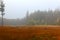 Dry orange Marsh landscape in the Netherlands