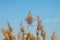 Dry ordinary reed and a bright blue sky. Reed grass with seeds, natural background