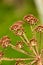 Dry organic dill seeds and onions. Healthy lifestyle. On a blurred background. Preparation fragrant greens for the winter