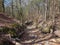 A dry out ditch in the forest of former monastery Chorin