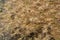 Dry ovate goatgrass