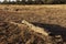 Dry paddocks in cattle country in drought.