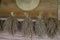 Dry paddy hanging on wooden background in home. Dry paddy for de
