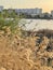 Dry pampas grass on the Kaban lake in the center of Kazan, Russia