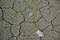 Dry parched and cracked in typical patterns land of riverbed in drought
