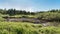 A dry peat bog surrounded by green grass, bushes and trees, pouring summer sun on the blue sky, contrasting landscape of the wild