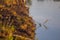 A dry peat on a floor of swamp. Brown peat in a natural environment