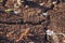 A dry peat on a floor of swamp. Brown peat in a natural environment