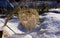 Dry physalis detail on in the snow in winter